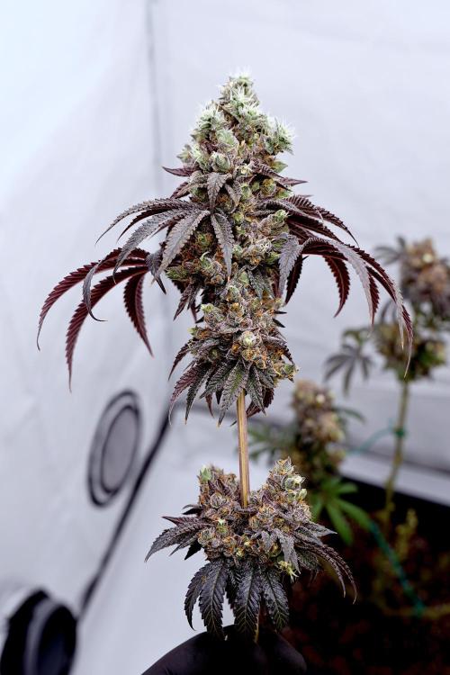 Slush Mint Cake - Dutch Passion. Week 15 - Cut of a main branch
