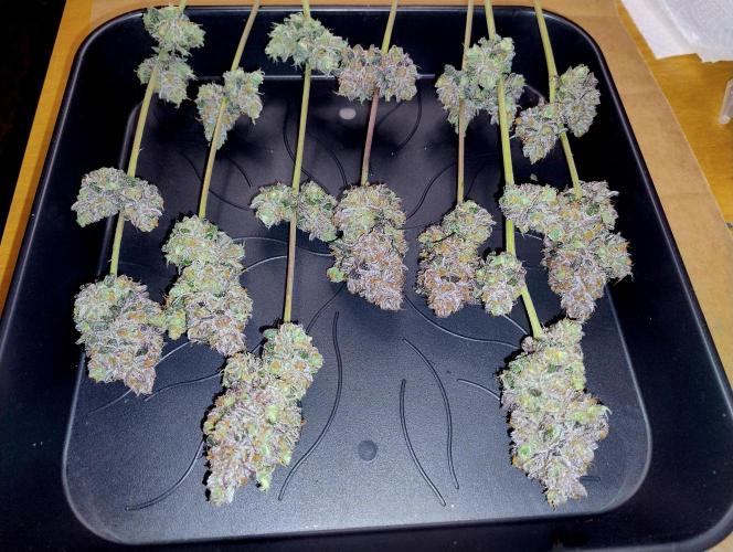 Slush Mint Cake - Dutch Passion. Week 15 - Side branches