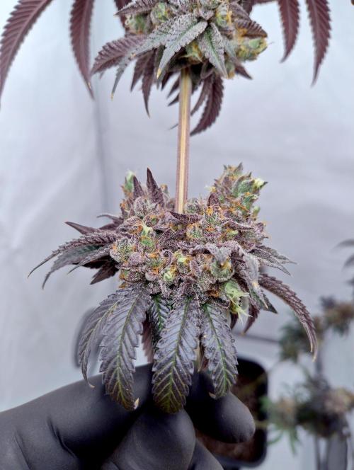 Slush Mint Cake - Dutch Passion. Week 15