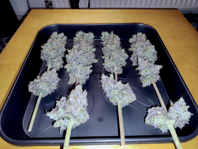 Slush Mint Cake - Dutch Passion. Week 15 - Main Buds