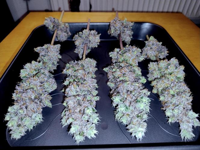 Slush Mint Cake - Dutch Passion. Week 15 - Main Buds