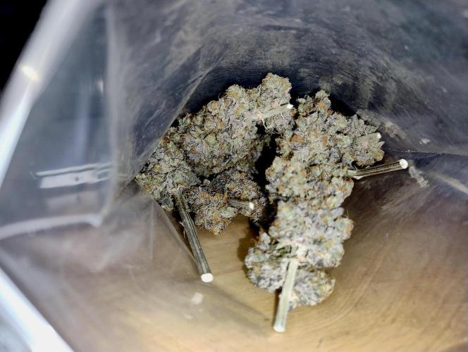 Slush Mint Cake - Dutch Passion. Week 15 - A peek into the main bud curing bag. They're actually glittering :D