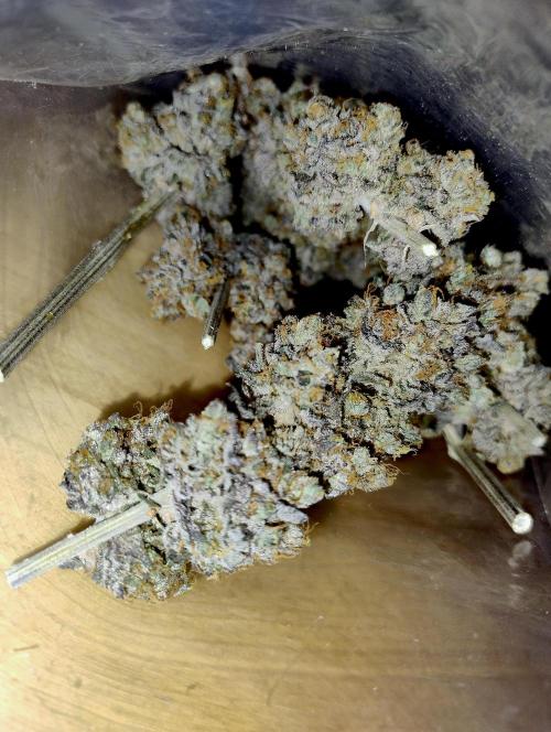 Slush Mint Cake - Dutch Passion. Week 15 - A peek into the main bud curing bag. They're actually glittering :D