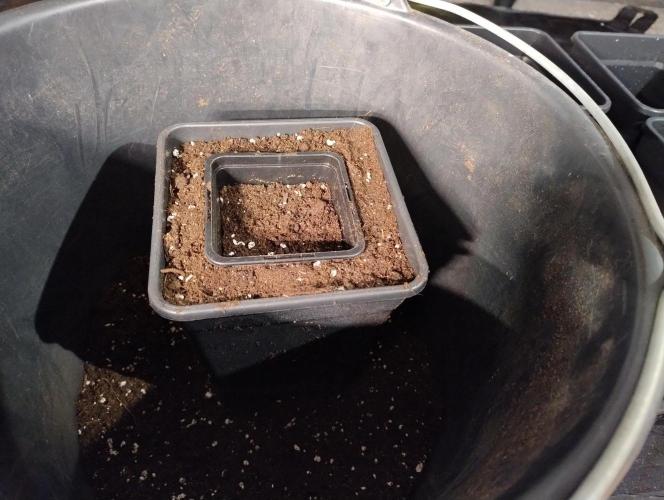 Ice Cream Cake F2 - Dutch Passion. Week 1 - Prepping pot with previous pot for transplant