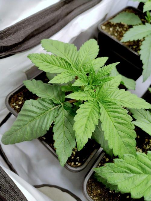Peaches & Cream - Dutch Passion. Week 1 - Plant 1
