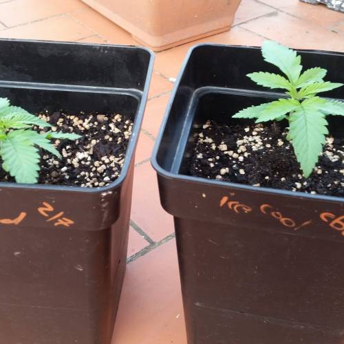 IceCool CBD. Week 2