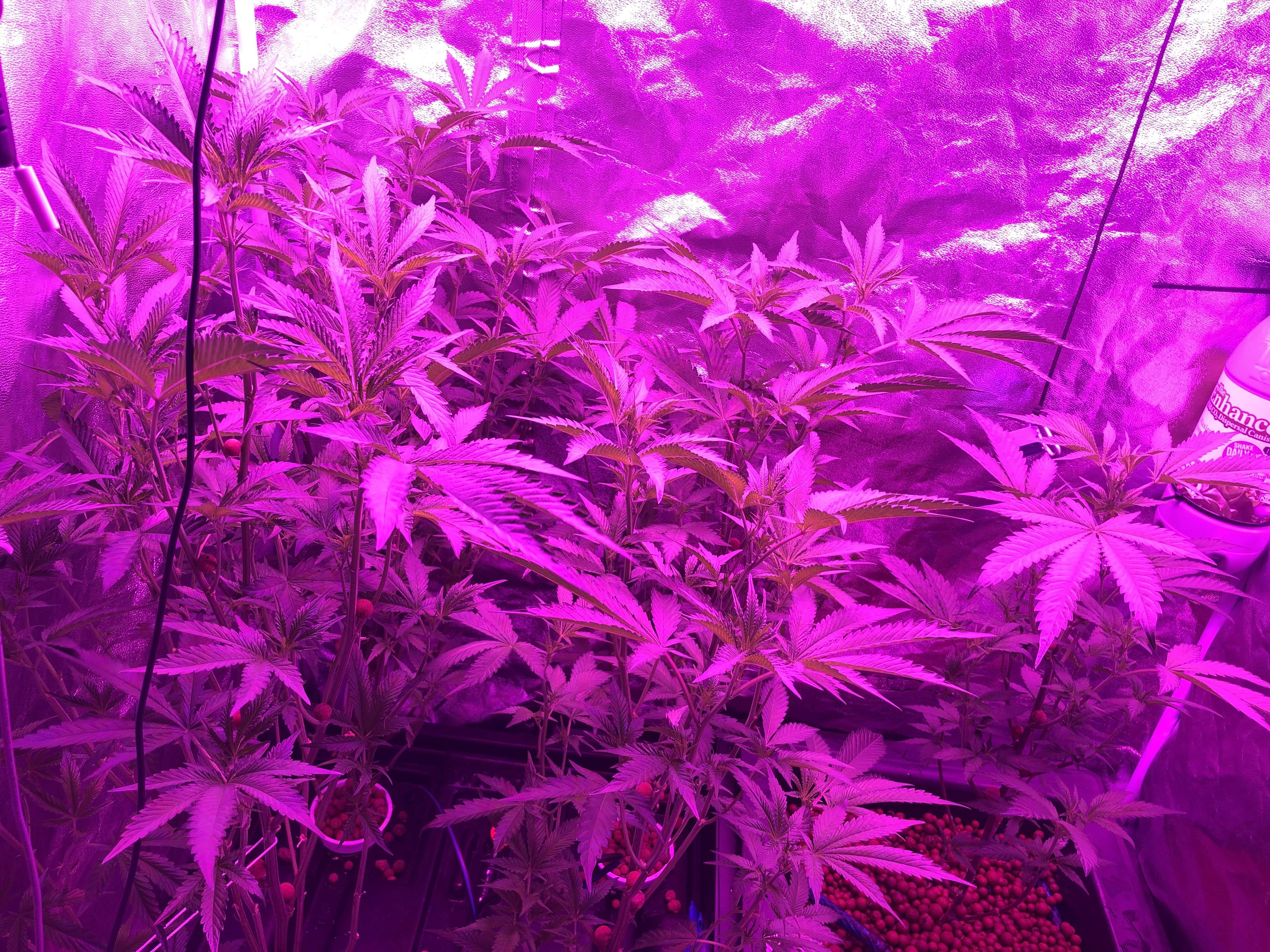 Grow feminized cannabis Ice Cream Cake seed online - California - Cheap