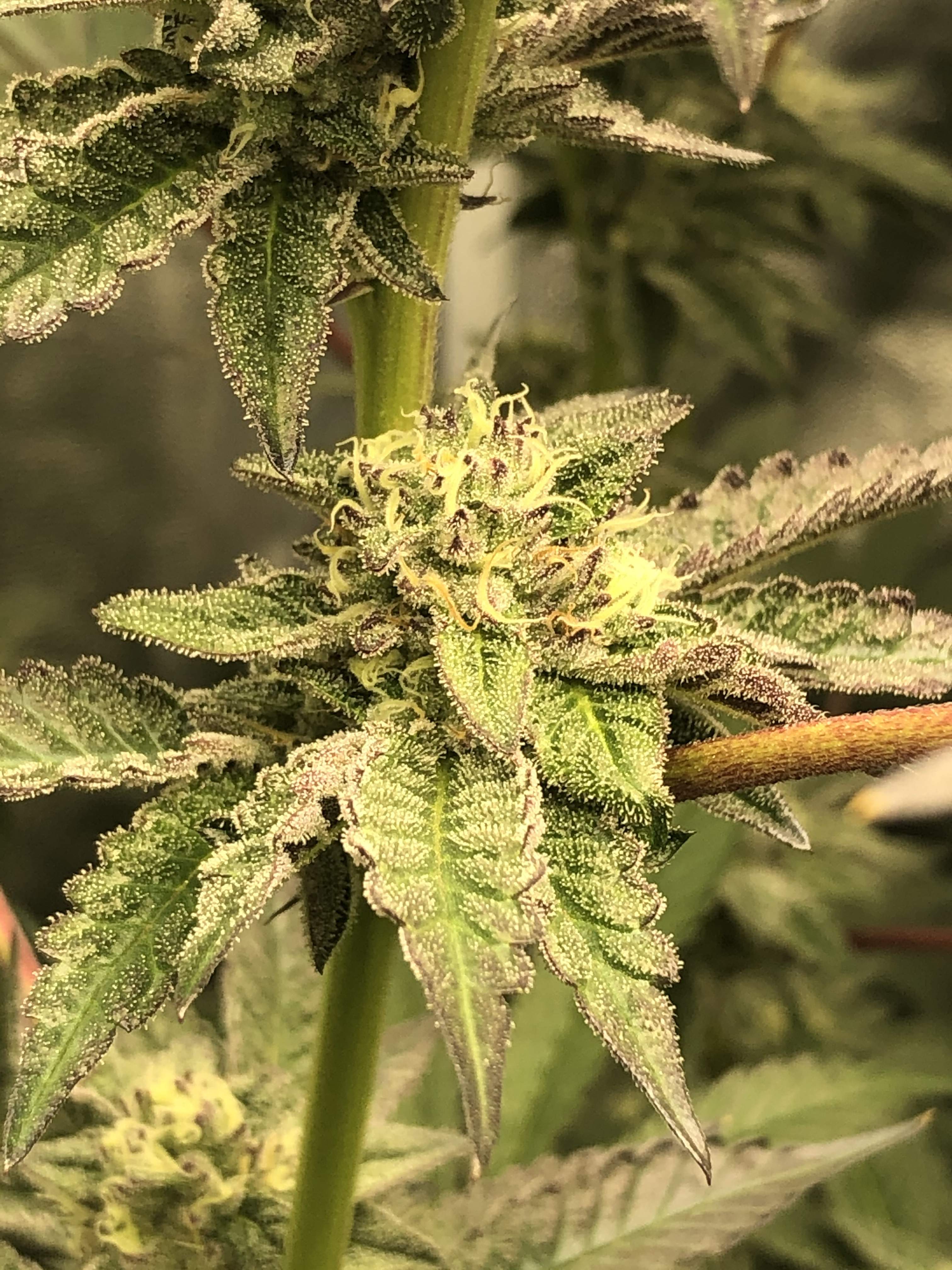 Ice cream cake 2 grow diary (journal) week11 by JoezGrowzz GrowDiaries