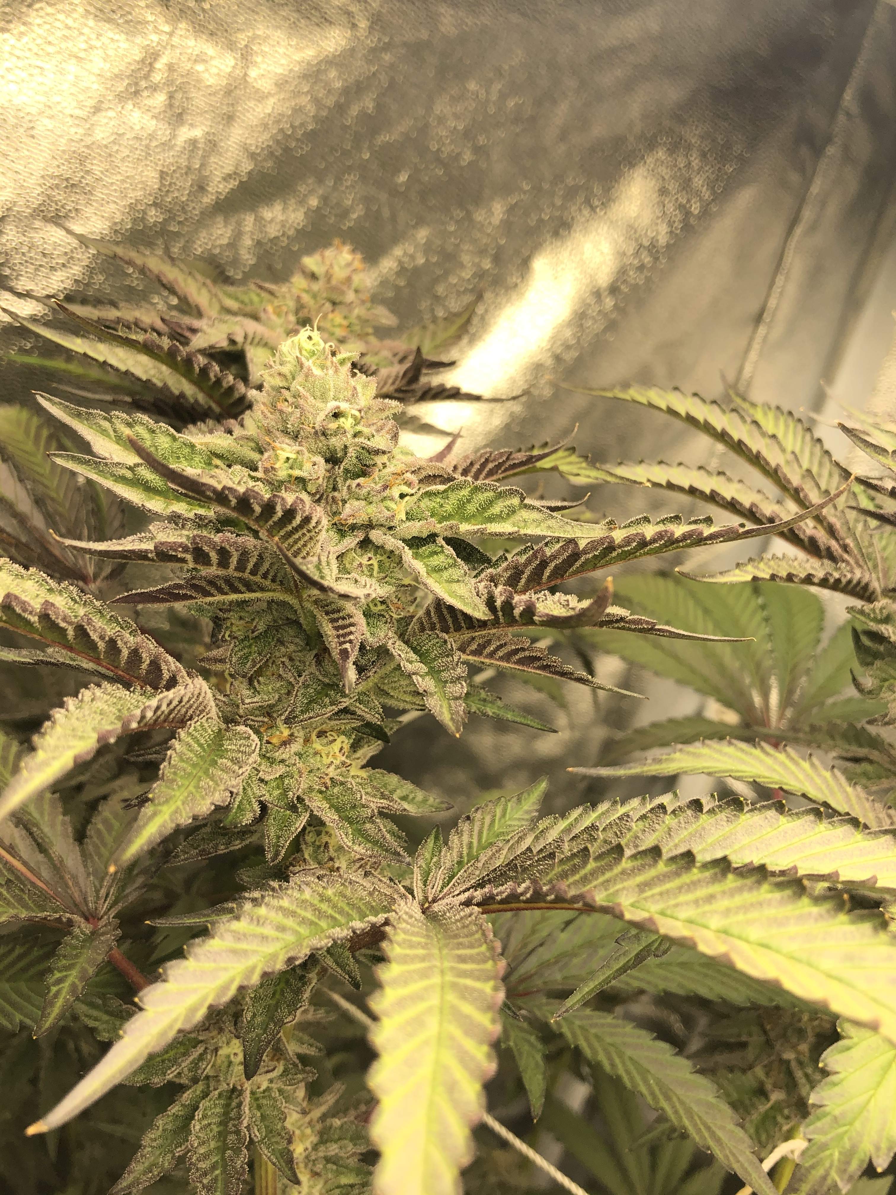 Ice cream cake 2 grow diary (journal) week12 by JoezGrowzz GrowDiaries