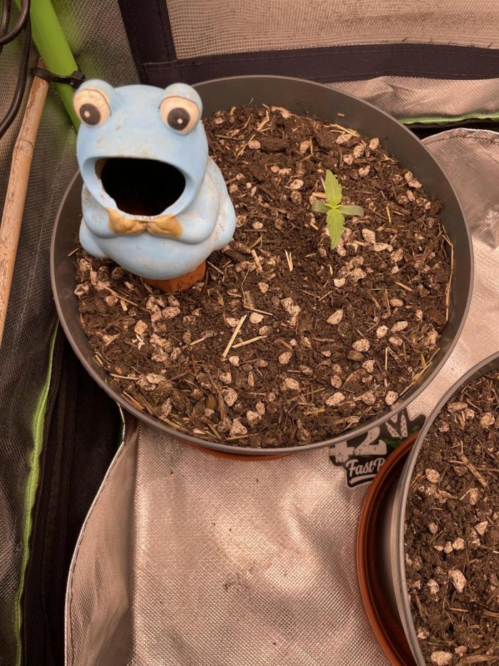 CBD 5-12-25. Week 0 - Day 7 from seed