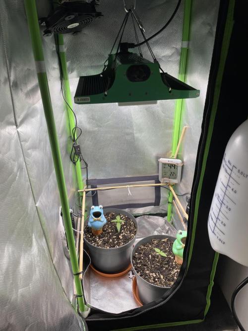 CBD 5-12-25. Week 1 - The set up