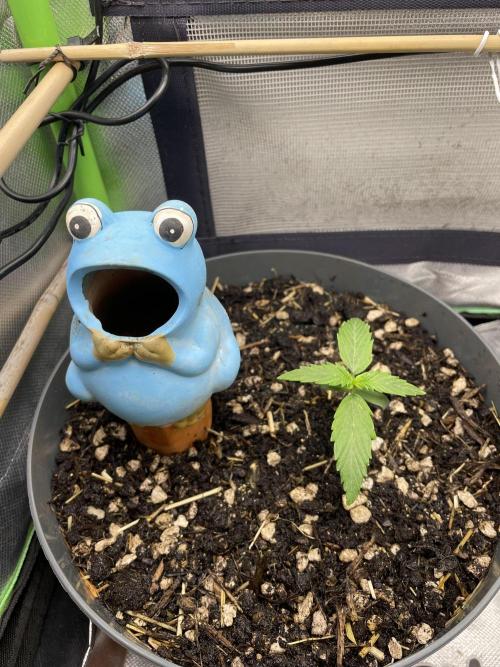 CBD 5-12-25. Week 1 - Plant on day 7