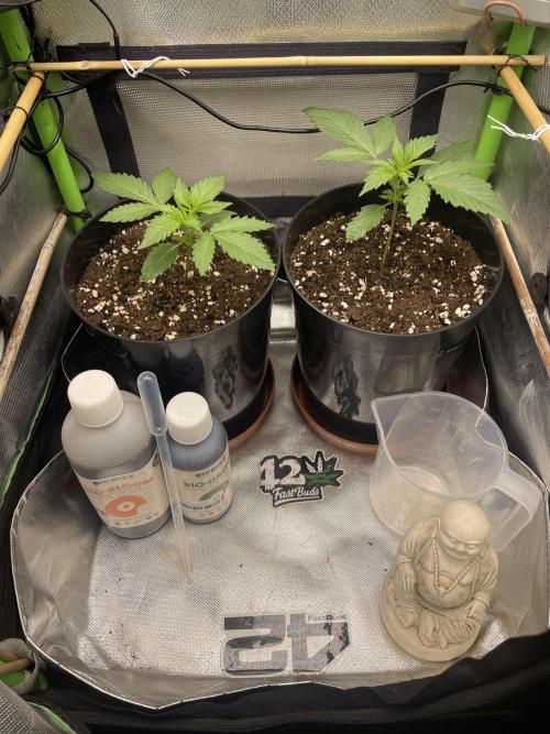 FB X BIOBIZZ. Week 2