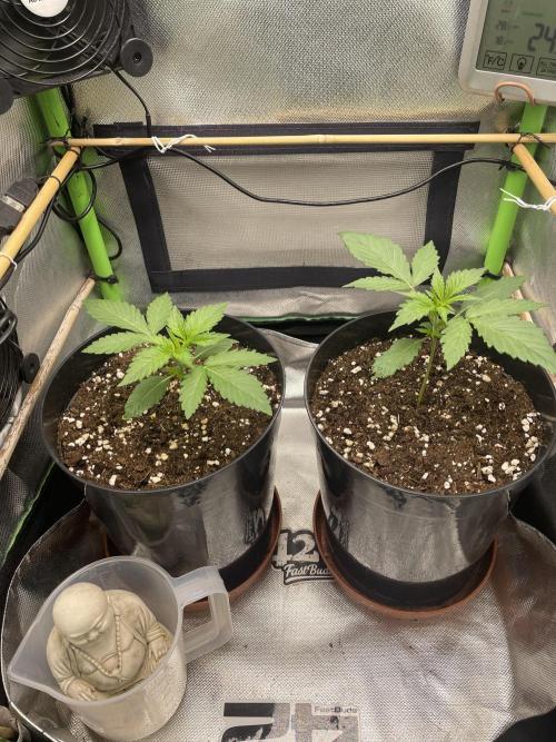 FB X BIOBIZZ. Week 2