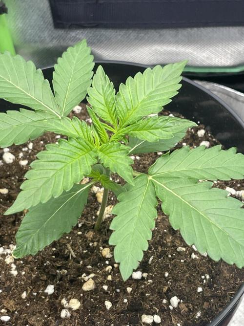 FB X BIOBIZZ. Week 2
