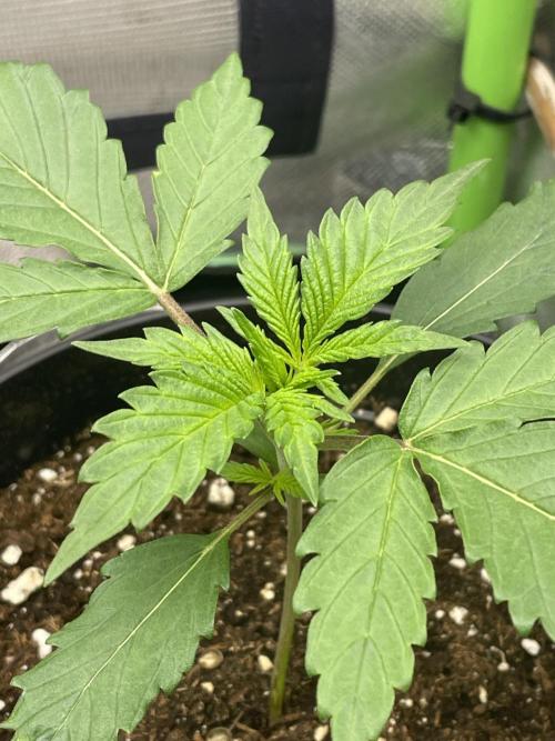 FB X BIOBIZZ. Week 2
