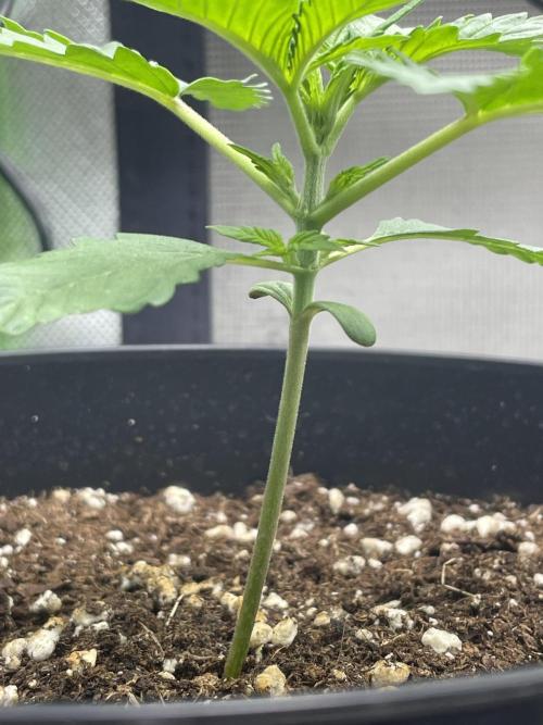 FB X BIOBIZZ. Week 2