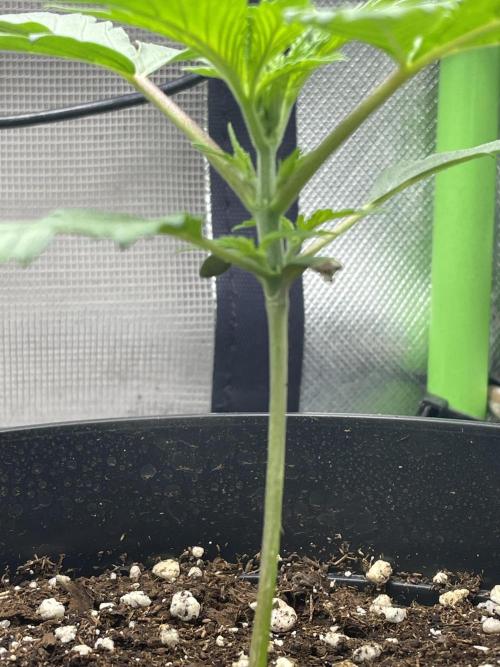 FB X BIOBIZZ. Week 2
