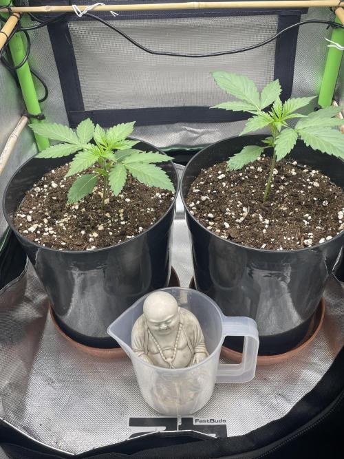 FB X BIOBIZZ. Week 2