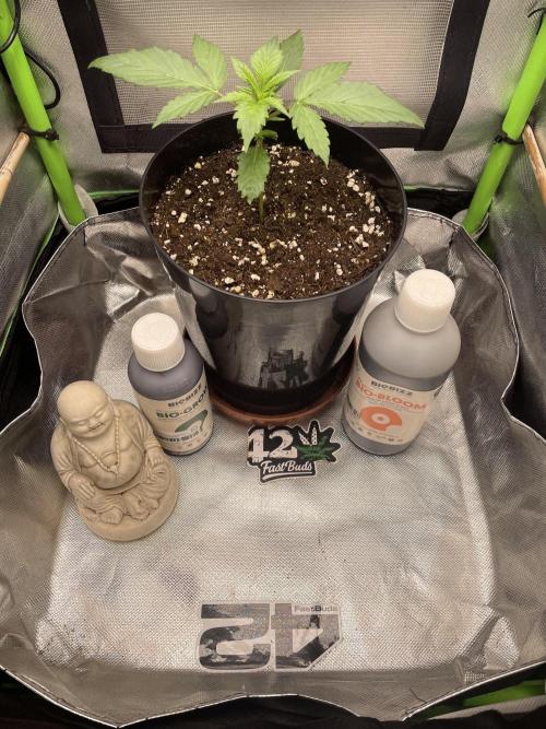 FB X BIOBIZZ. Week 2