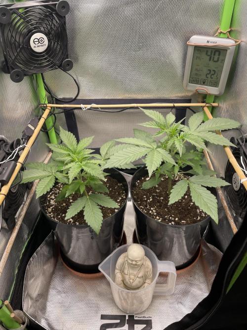 FB X BIOBIZZ. Week 3