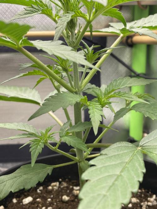 FB X BIOBIZZ. Week 3