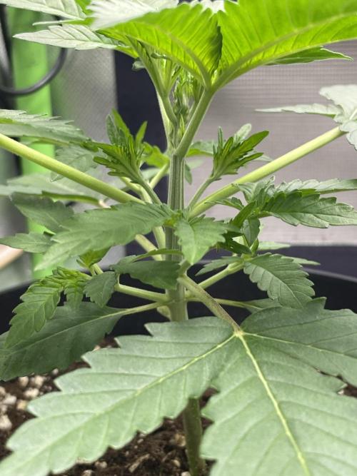 FB X BIOBIZZ. Week 3