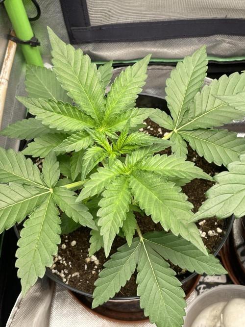 FB X BIOBIZZ. Week 3