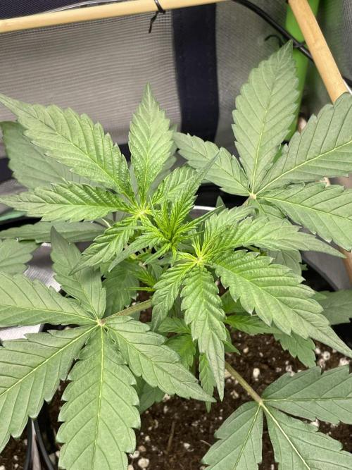 FB X BIOBIZZ. Week 3