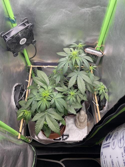 FB X BIOBIZZ. Week 4