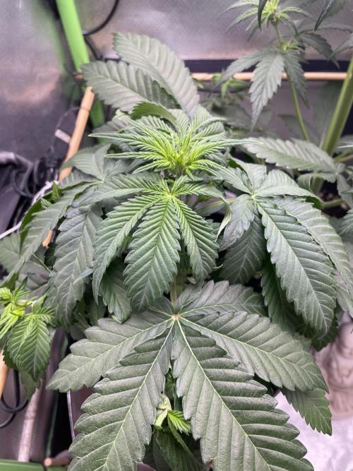 FB X BIOBIZZ. Week 4
