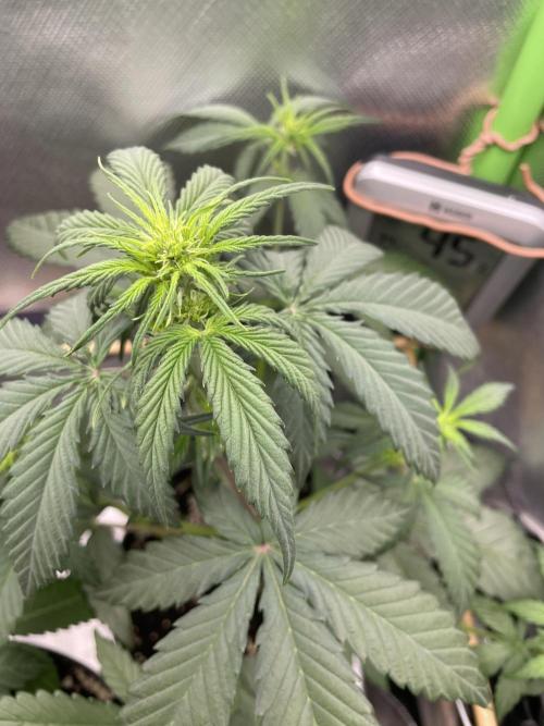 FB X BIOBIZZ. Week 4