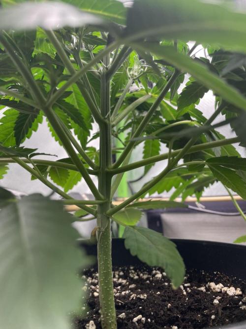 FB X BIOBIZZ. Week 4