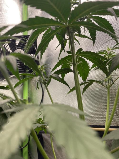 FB X BIOBIZZ. Week 4