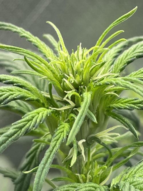 FB X BIOBIZZ. Week 4