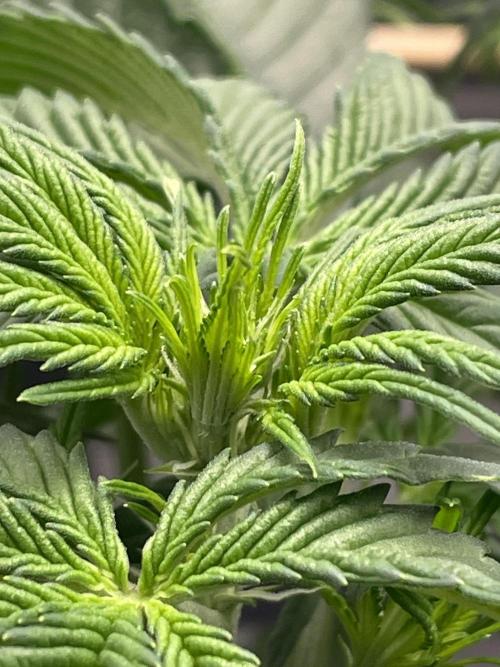 FB X BIOBIZZ. Week 4