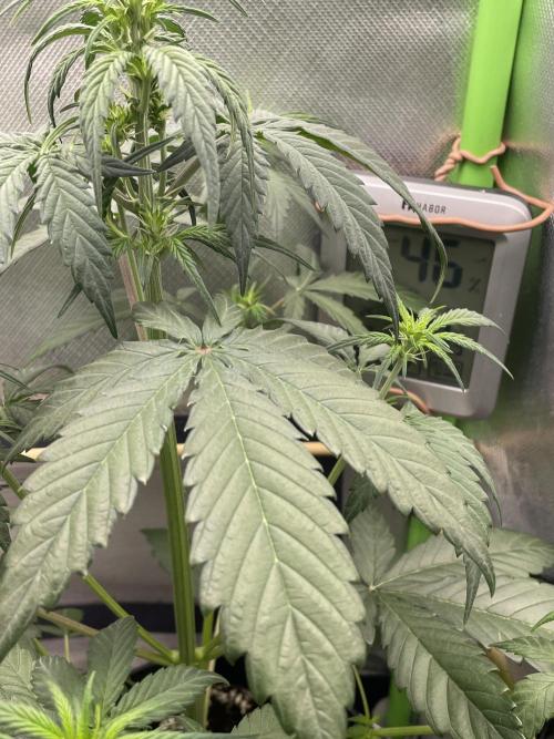 FB X BIOBIZZ. Week 4