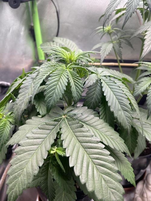 FB X BIOBIZZ. Week 4