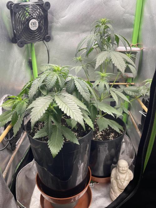 FB X BIOBIZZ. Week 4