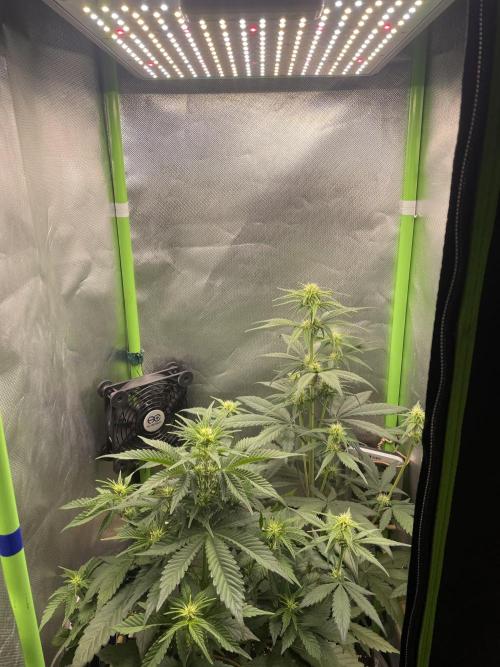 FB X BIOBIZZ. Week 5