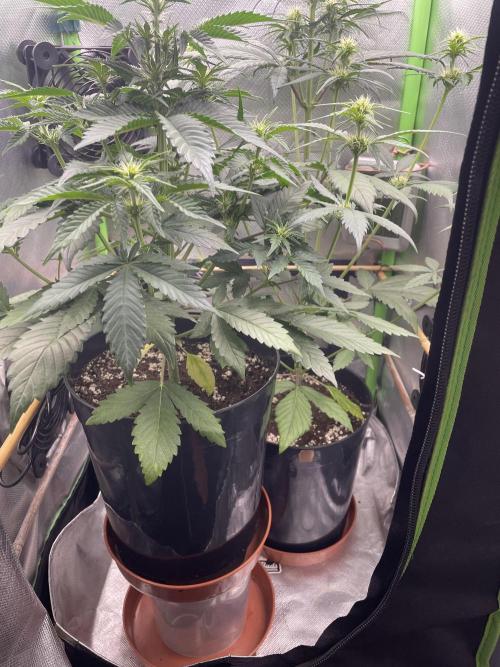 FB X BIOBIZZ. Week 5