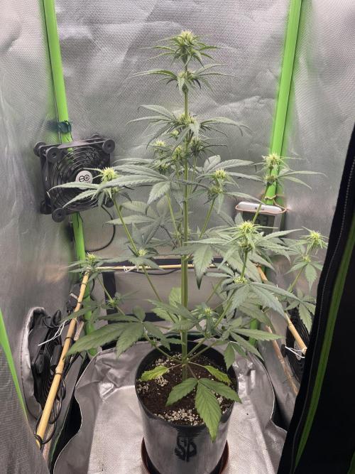 FB X BIOBIZZ. Week 5