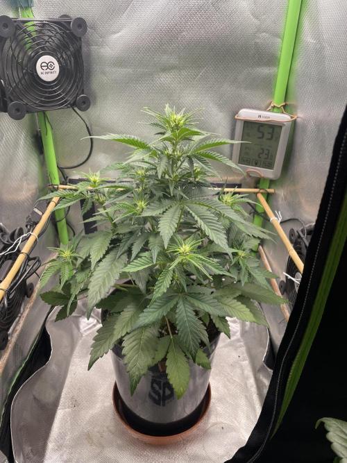 FB X BIOBIZZ. Week 5