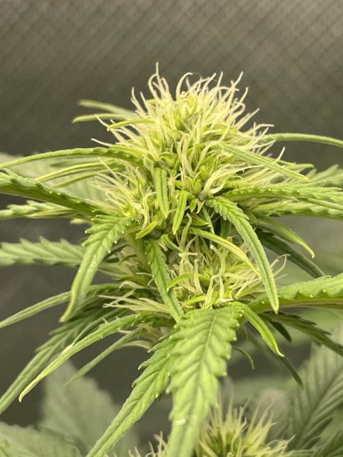 FB X BIOBIZZ. Week 5