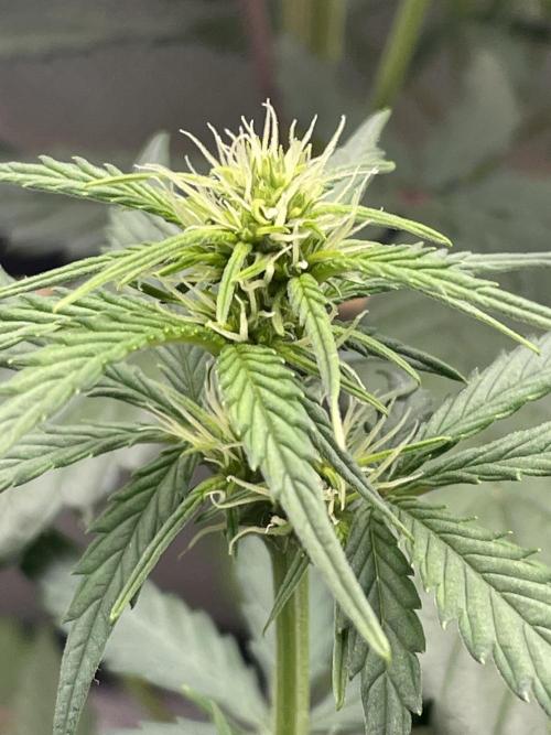 FB X BIOBIZZ. Week 5