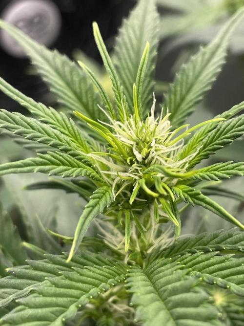 FB X BIOBIZZ. Week 5