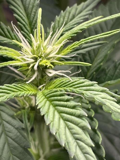 FB X BIOBIZZ. Week 5