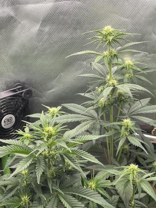 FB X BIOBIZZ. Week 5