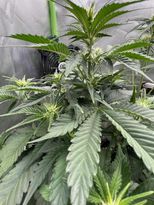 FB X BIOBIZZ. Week 5