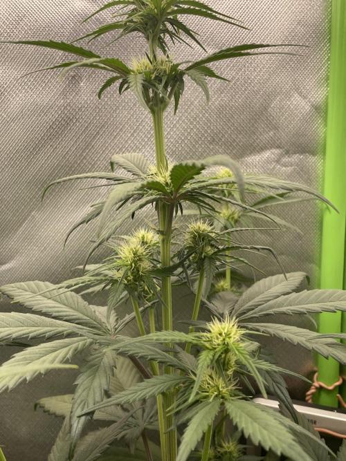 FB X BIOBIZZ. Week 5